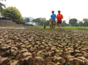 Kemarau Panjang, Danau Cinere Berubah Menjadi Hamparan Tanah Kering