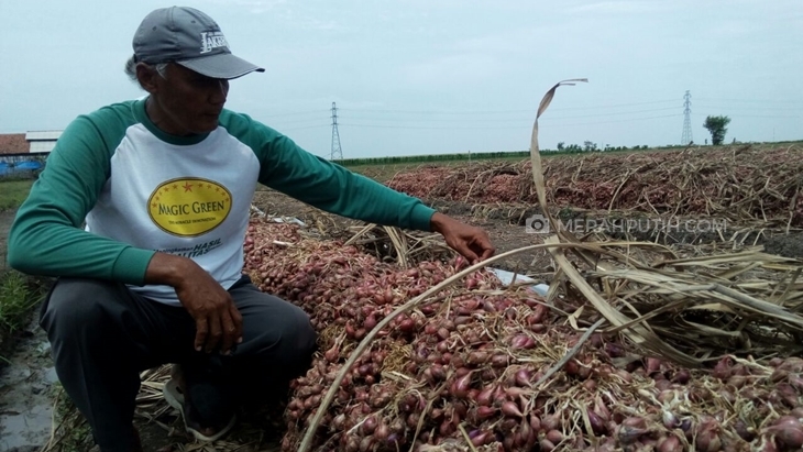 Pemerintah Abai, Petani Bawang Merah Ancam Mogok