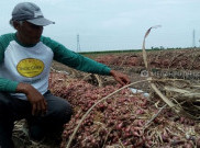 Pemerintah Abai, Petani Bawang Merah Ancam Mogok