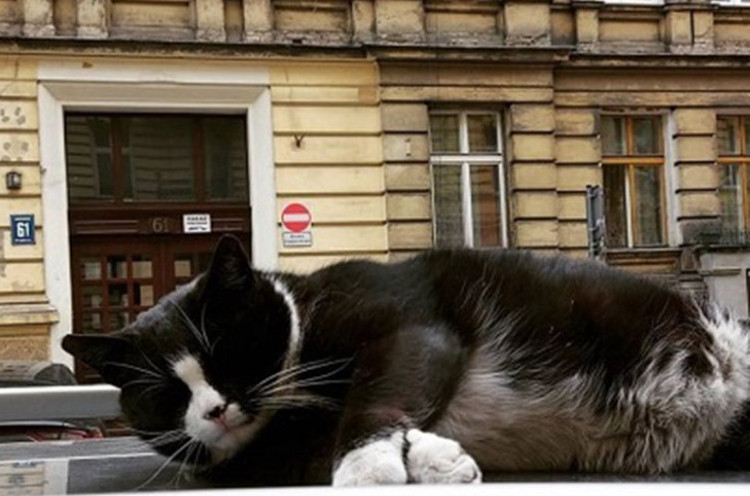 Kucing Gemoy Jadi Destinasi Wisata Favorit di Kota Polandia