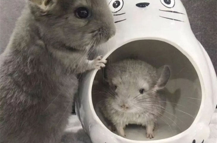 chinchilla