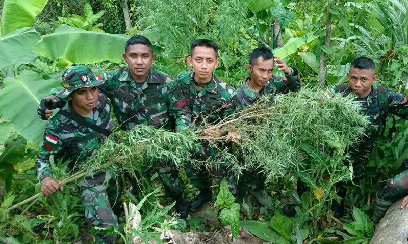 Ladang Ganja di Aceh