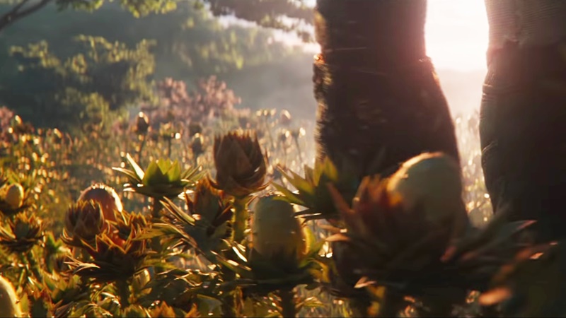 Melon Kiwano, Buah yang Dipanen Thanos di Avengers: Endgame