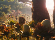 Melon Kiwano, Buah yang Dipanen Thanos di Avengers: Endgame