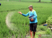 Hapuskan Kemiskinan Ekstrem, Pemerintah Bakal Bagikan Tanah Sertifikat Hak Pakai