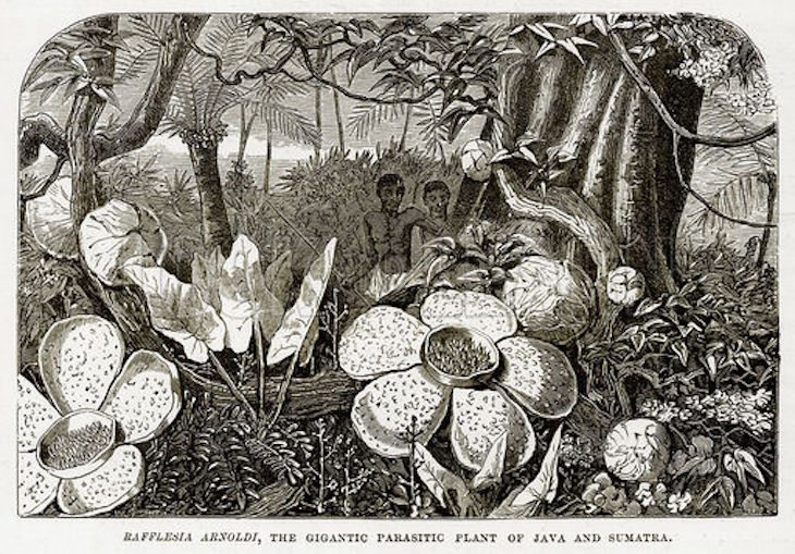Ternyata Penemu Bunga Rafflesia Arnoldii Bukan Thomas Stamford Raffles, Tapi…