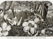 Ternyata Penemu Bunga Rafflesia Arnoldii Bukan Thomas Stamford Raffles, Tapi…
