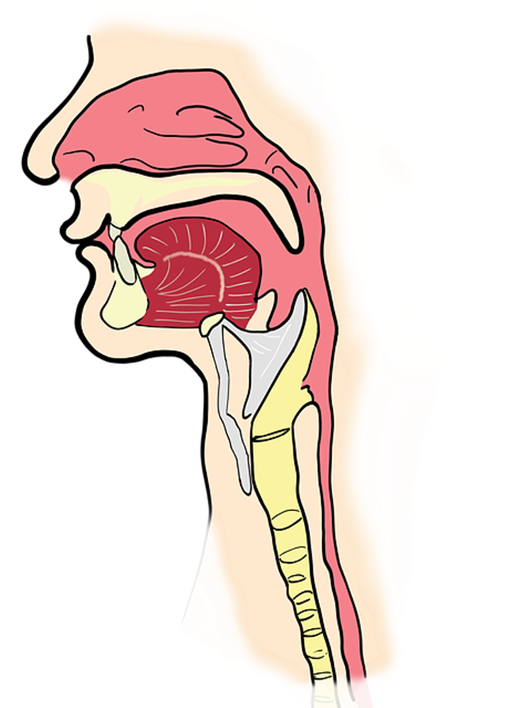 sinus