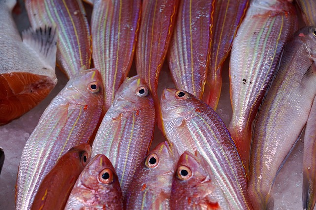 Ikan laut (Foto: Pixabay/photosforyou)