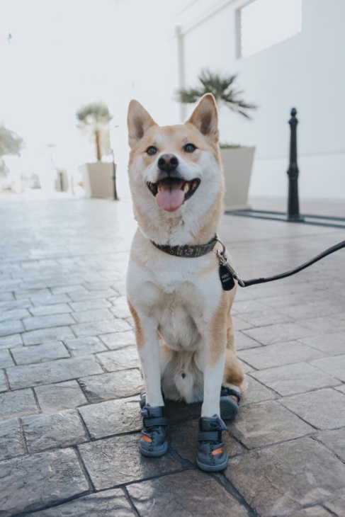 Yuk ajak anjingmu jalan-jalan dengan sepatu lucu ini!  (Foto: hypebeast) 