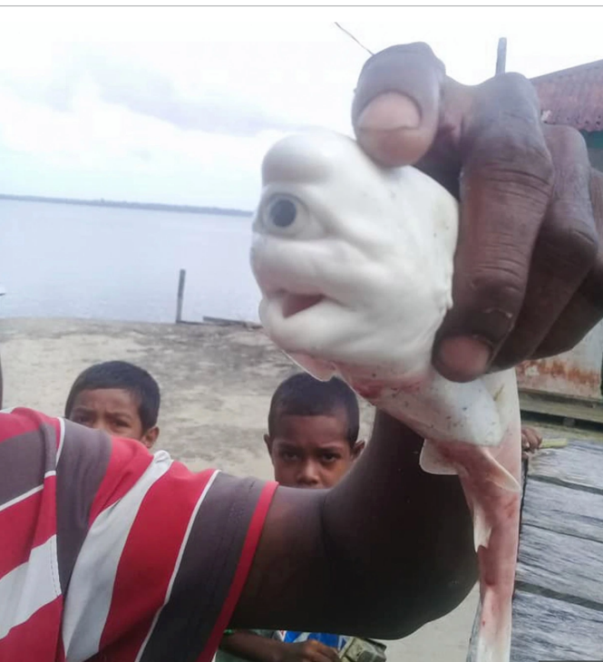 Janin hiu albino ditemukan di Maluku. (Foto: The Sun)
