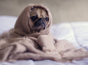 Pandemi Bikin Jam Tidur Terbalik? Perbaiki dengan 3 Cara Ini
