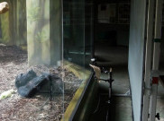 Kebun Binatang di Ceko Buat Meeting Virtual untuk Primata