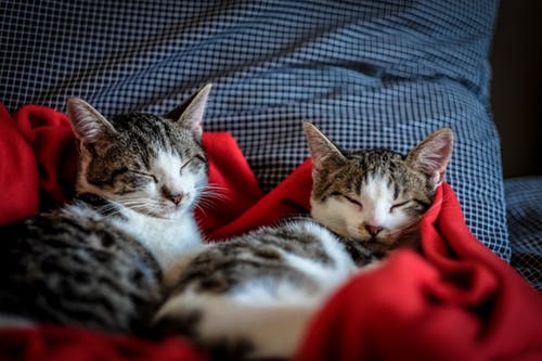 10 Alasan Mengapa Kucing Adalah Hewan Peliharaan Terbaik