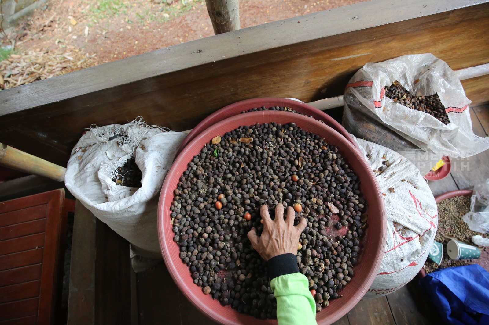 Kebun Kopi Sangga Buana dan Upaya Menjaga Ruang Hijau Jakarta