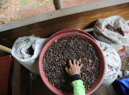 Kebun Kopi Sangga Buana dan Upaya Menjaga Ruang Hijau Jakarta