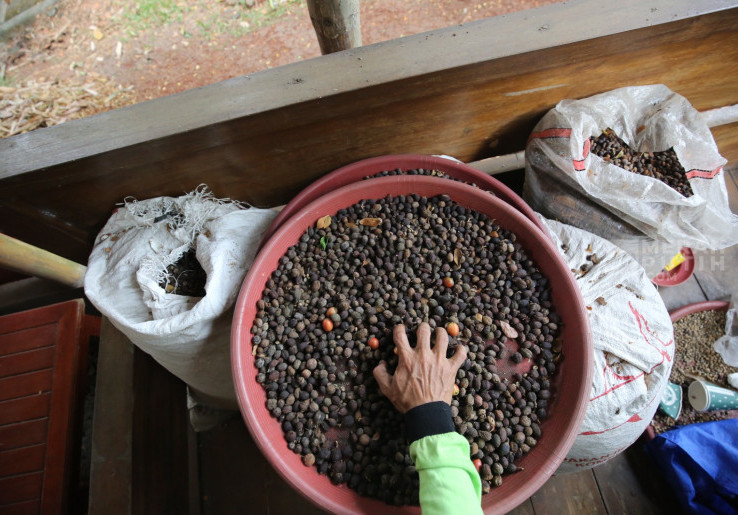Kebun Kopi Sangga Buana dan Upaya Menjaga Ruang Hijau Jakarta