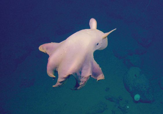 Gurita yang mirip Dumbo (Sumber: oceanexplorer.noaa.gov)