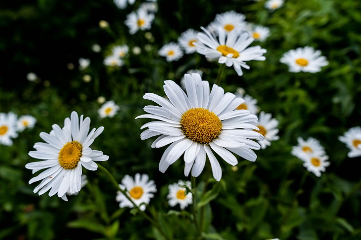chamomile