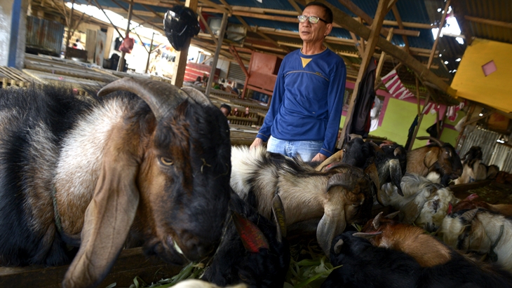 Awas! Hewan Misterius Bunuh Puluhan Kambing Warga