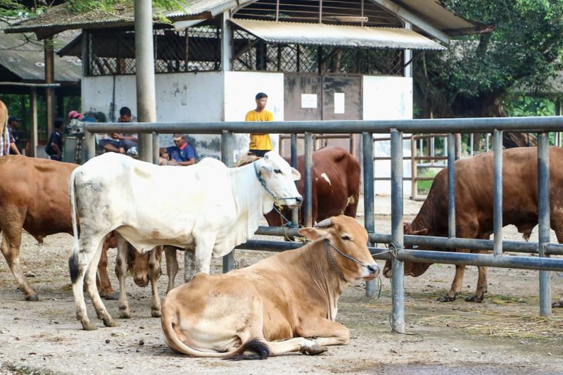 Kasus Antraks ke Manusia Akibat Konsumsi Daging Hewan Mati Sakit