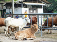 Kasus Antraks ke Manusia Akibat Konsumsi Daging Hewan Mati Sakit