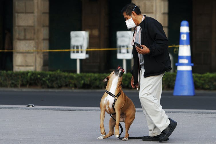 Dibutuhkan waktu seminggu untuk melatih para anjing ini. (Foto the conversation)