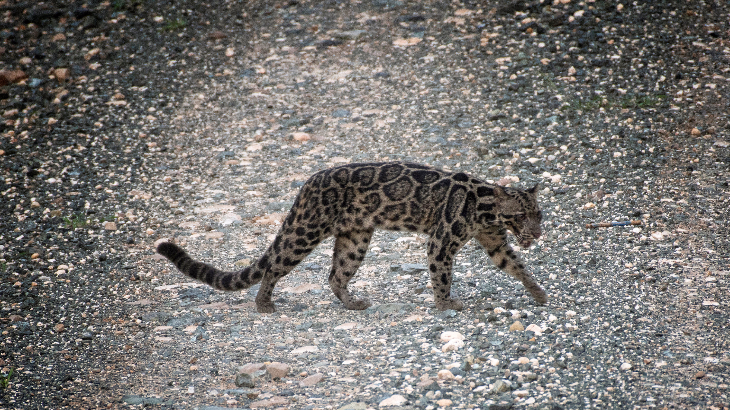 Macan Tutul Langka Asal Kalimantan Nongol di Suaka Malaysia 