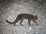 Macan Tutul Langka Asal Kalimantan Nongol di Suaka Malaysia 