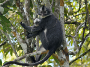Mengenal Primata Unik 'Monyet Kedih' Aceh yang Terancam Punah