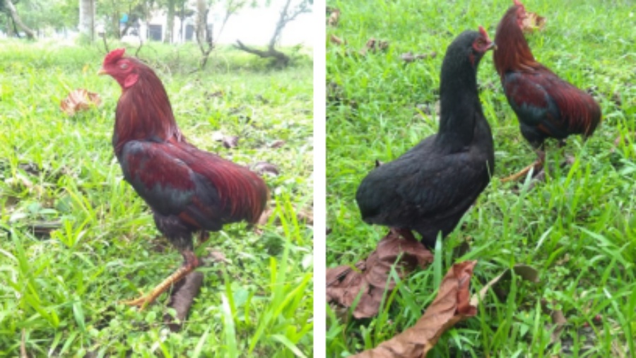 Unik Tidak Punya Ekor, Ayam Tukong Diakui Unggas Genetik Khas Kalbar
