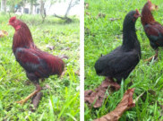 Unik Tidak Punya Ekor, Ayam Tukong Diakui Unggas Genetik Khas Kalbar