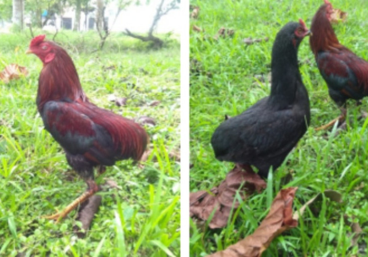 Unik Tidak Punya Ekor, Ayam Tukong Diakui Unggas Genetik Khas Kalbar