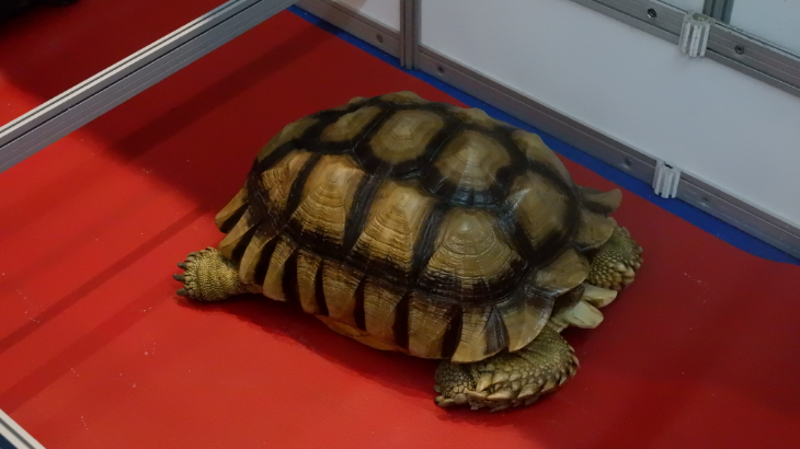 Kura-kura