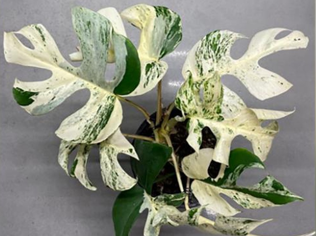 monstera
