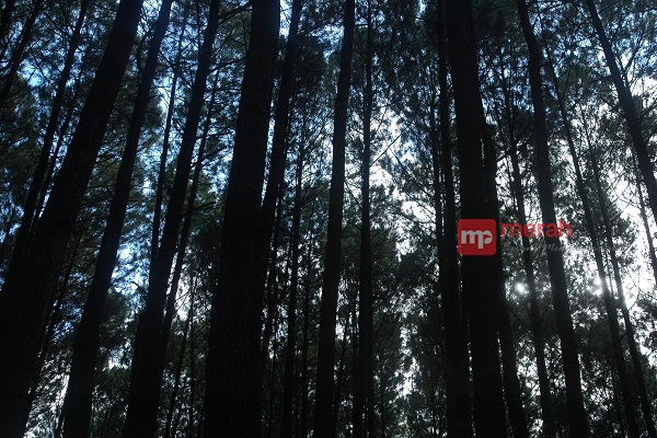 Kawasan Hutan Pinus Dlingo
