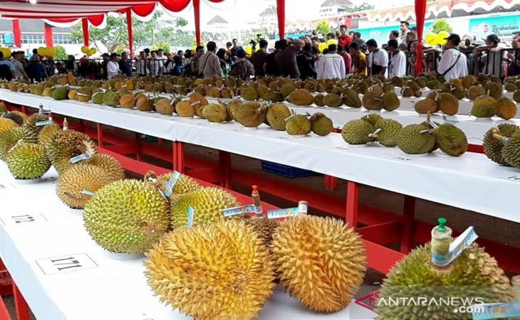  Durian Kunyit dari Sanggau Juara Festival Durian 2019