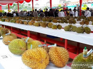  Durian Kunyit dari Sanggau Juara Festival Durian 2019