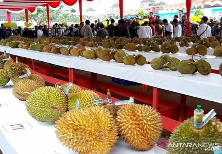 Durian Kunyit dari Sanggau Juara Festival Durian 2019