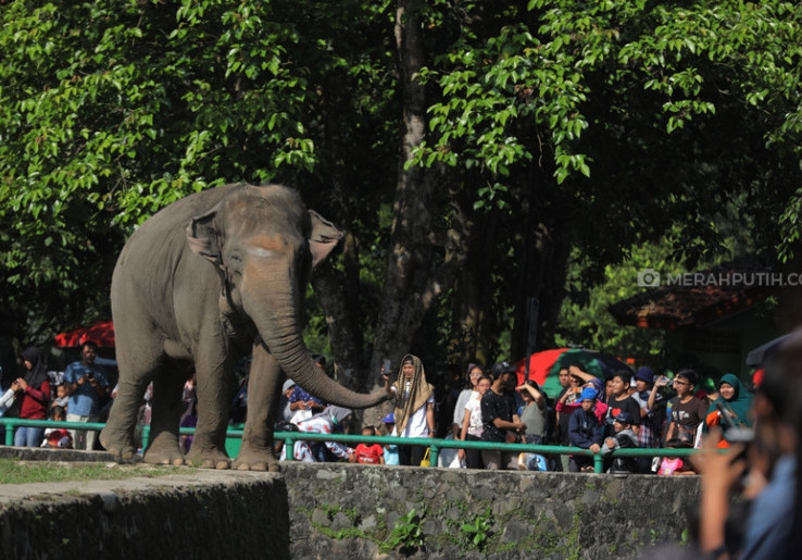 17 Ribu Wisatawan 'Serbu' Ragunan di Penghujung Libur Lebaran 2025