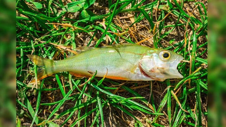 Fenomena Hujan Ikan Bikin Heboh Warga Texas