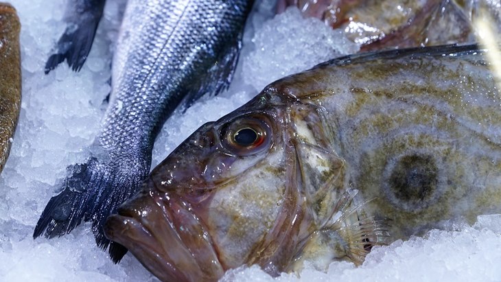 Ikan Patin Kelabui Penggemar ikan Dori