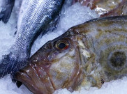 Ikan Patin Kelabui Penggemar ikan Dori