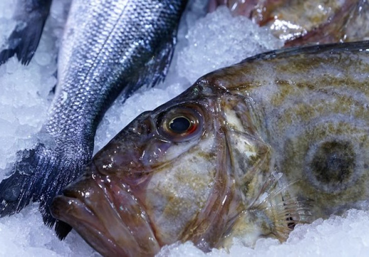 Ikan Patin Kelabui Penggemar ikan Dori