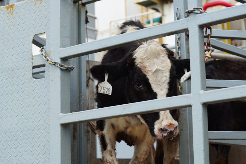 DPR Dorong Pemerintah Libatkan Peternak Kecil dalam Program Sapi Merah Putih