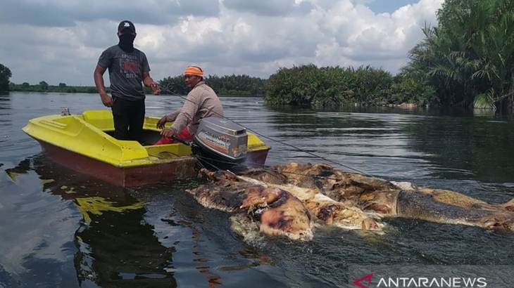 Terjangkit Hog Cholera, 27 Ribu Lebih Babi Mati di Sumut