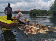 Terjangkit Hog Cholera, 27 Ribu Lebih Babi Mati di Sumut