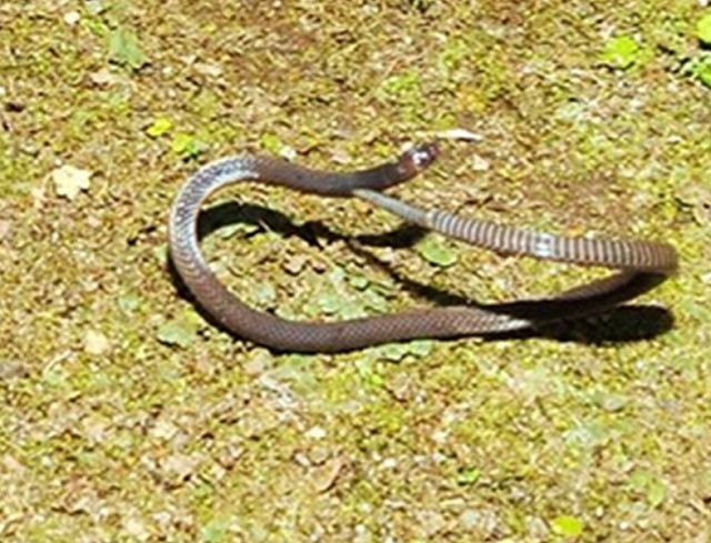 ular salto