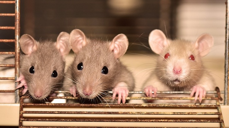 Lindungi Keluarga, Usir Tikus dengan Cara Ampuh Ini