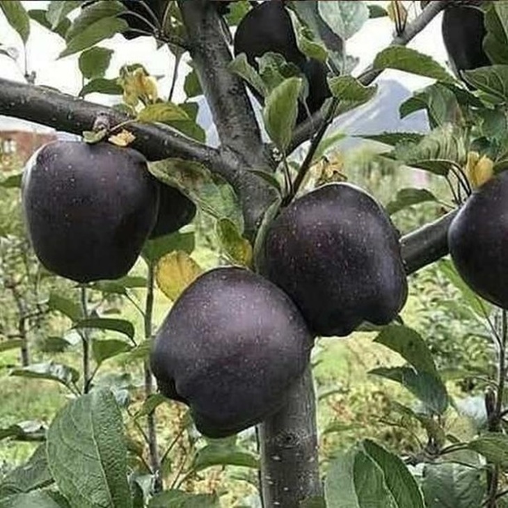 buah